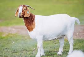 Goat