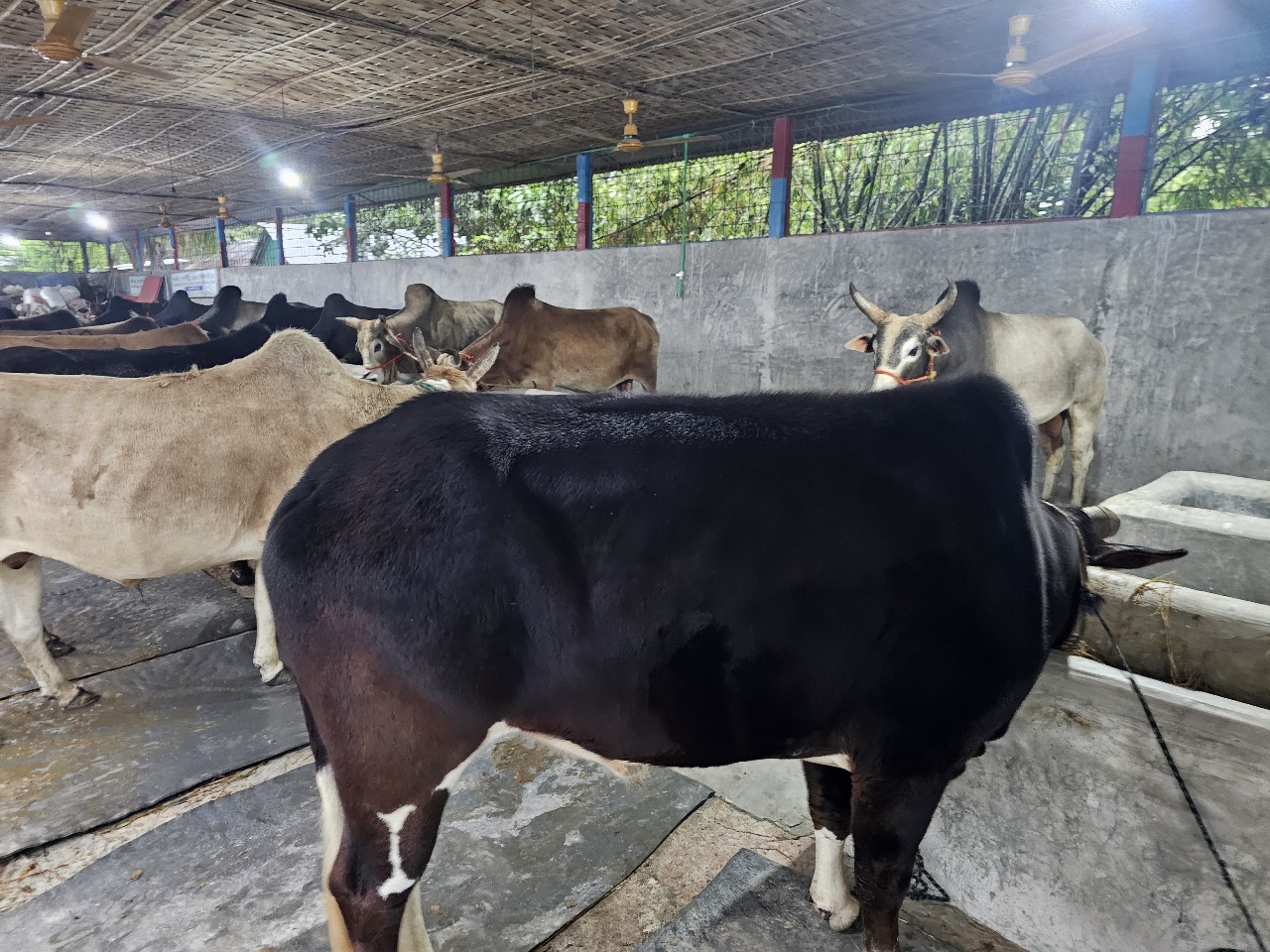 Cow