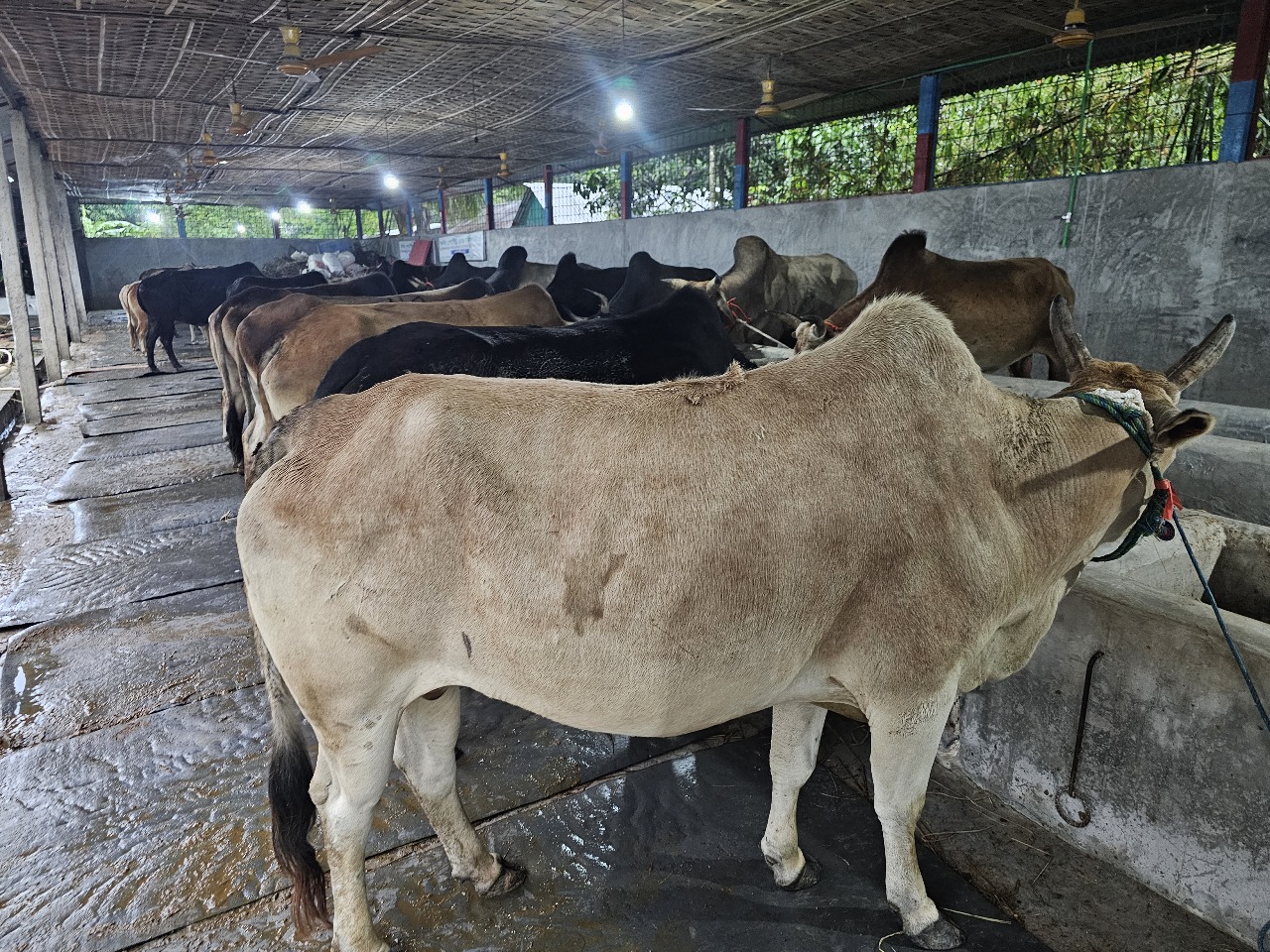 Cow