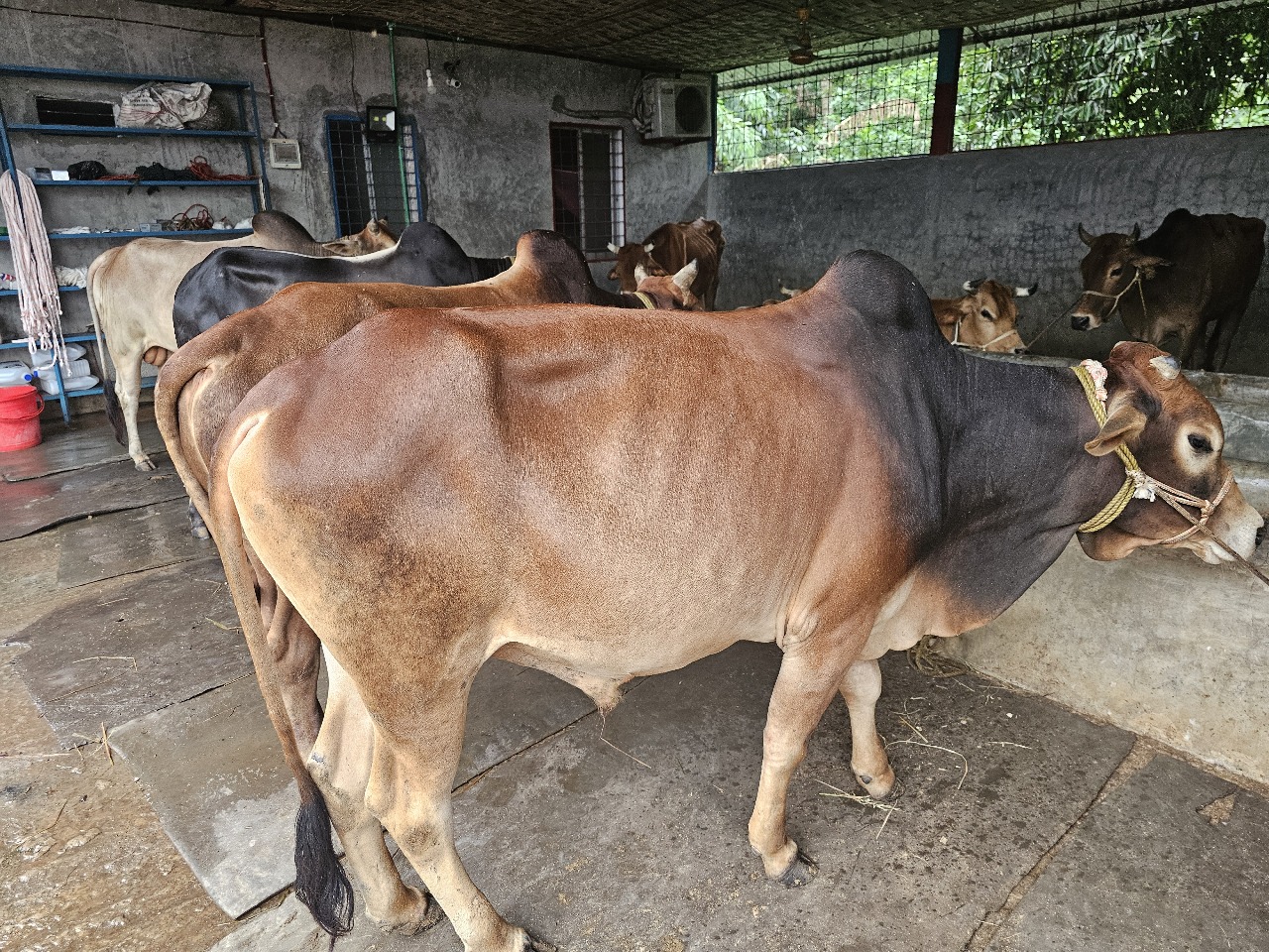 Cow