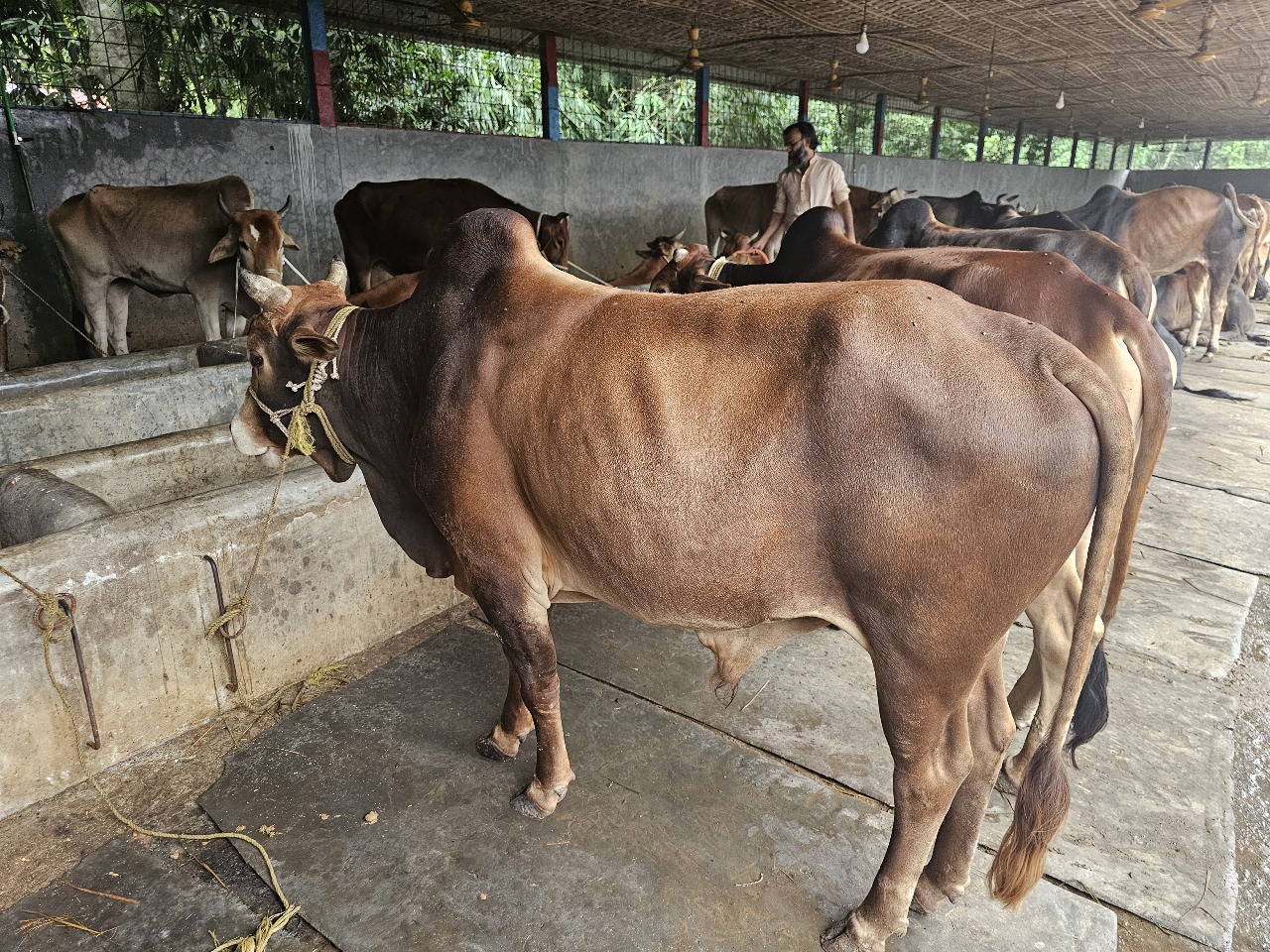 Cow