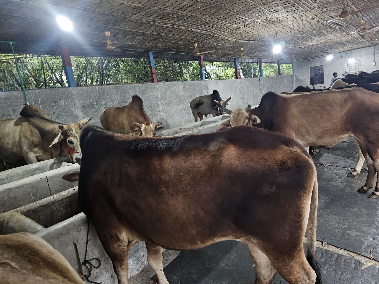 Cow