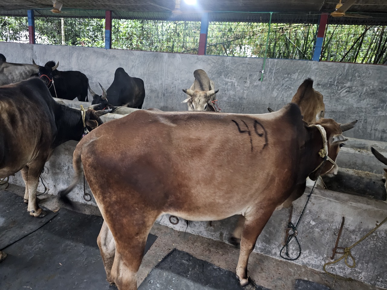 Cow