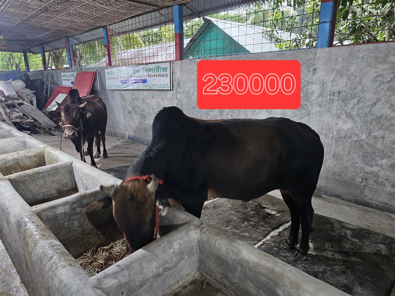 Cow