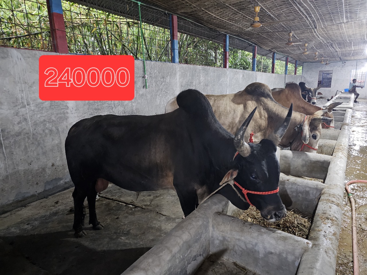 Cow