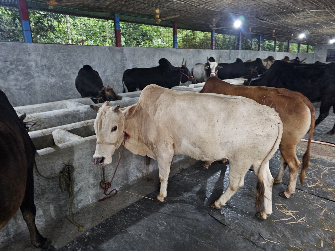 Cow