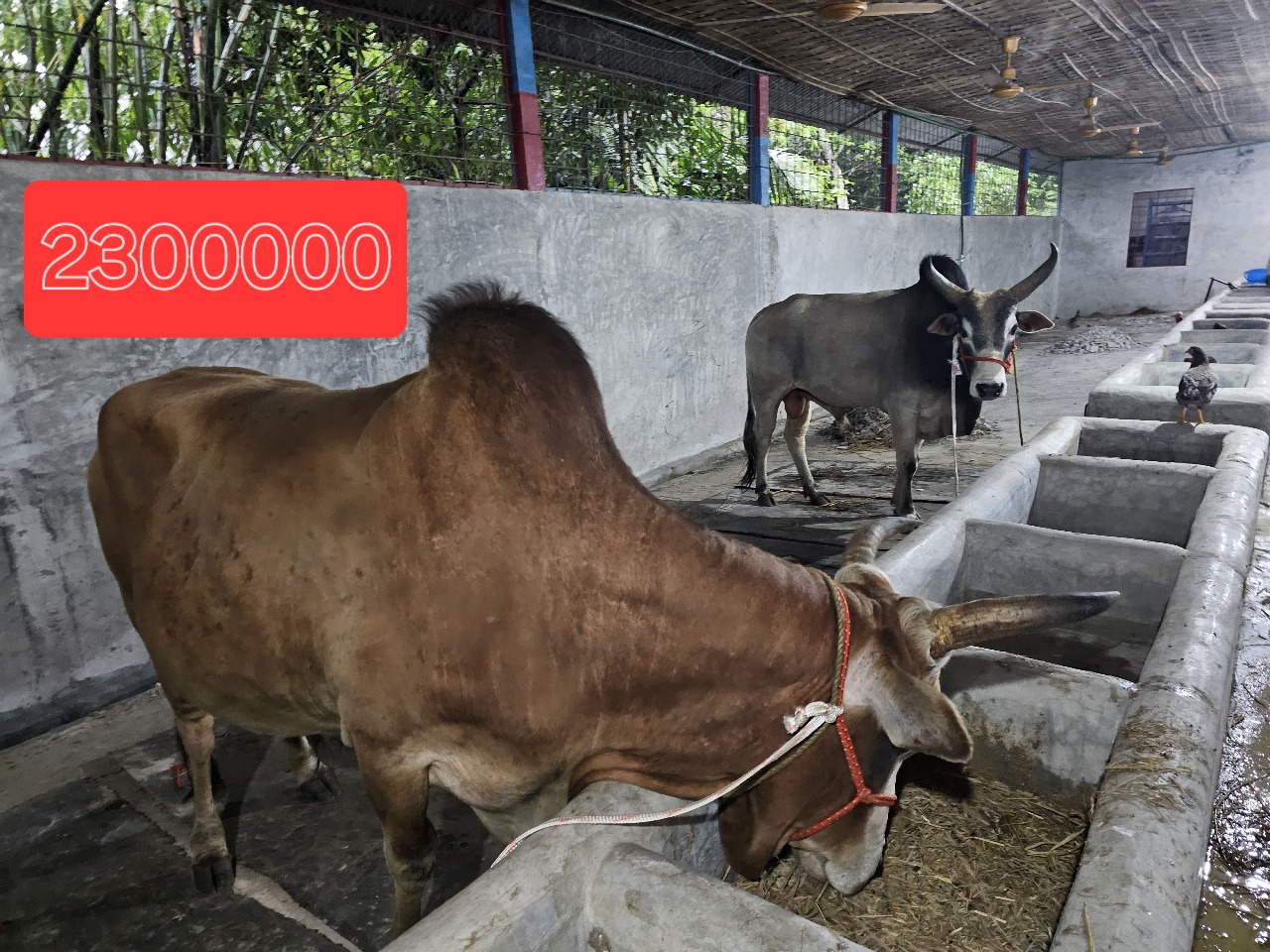 Cow