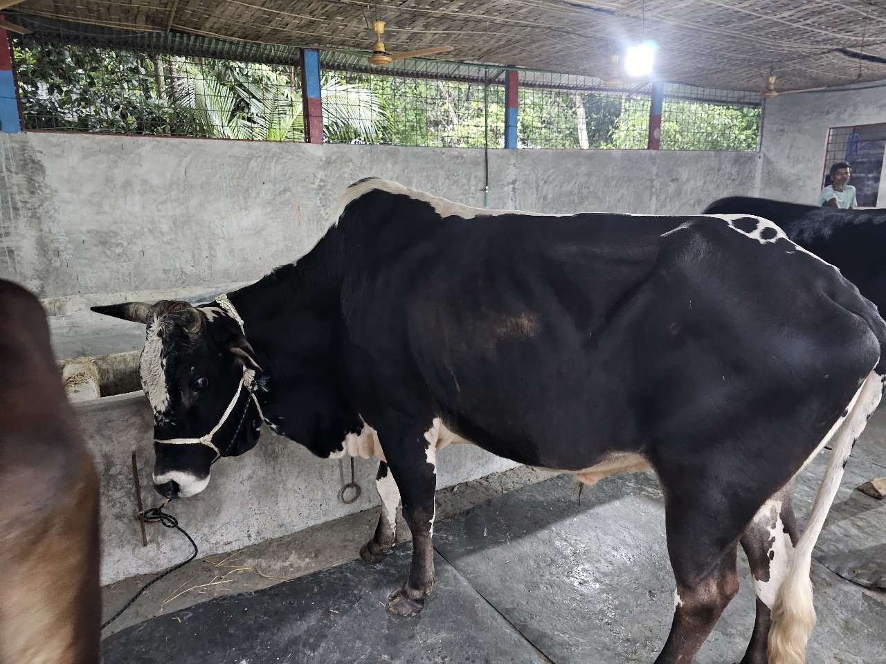Cow