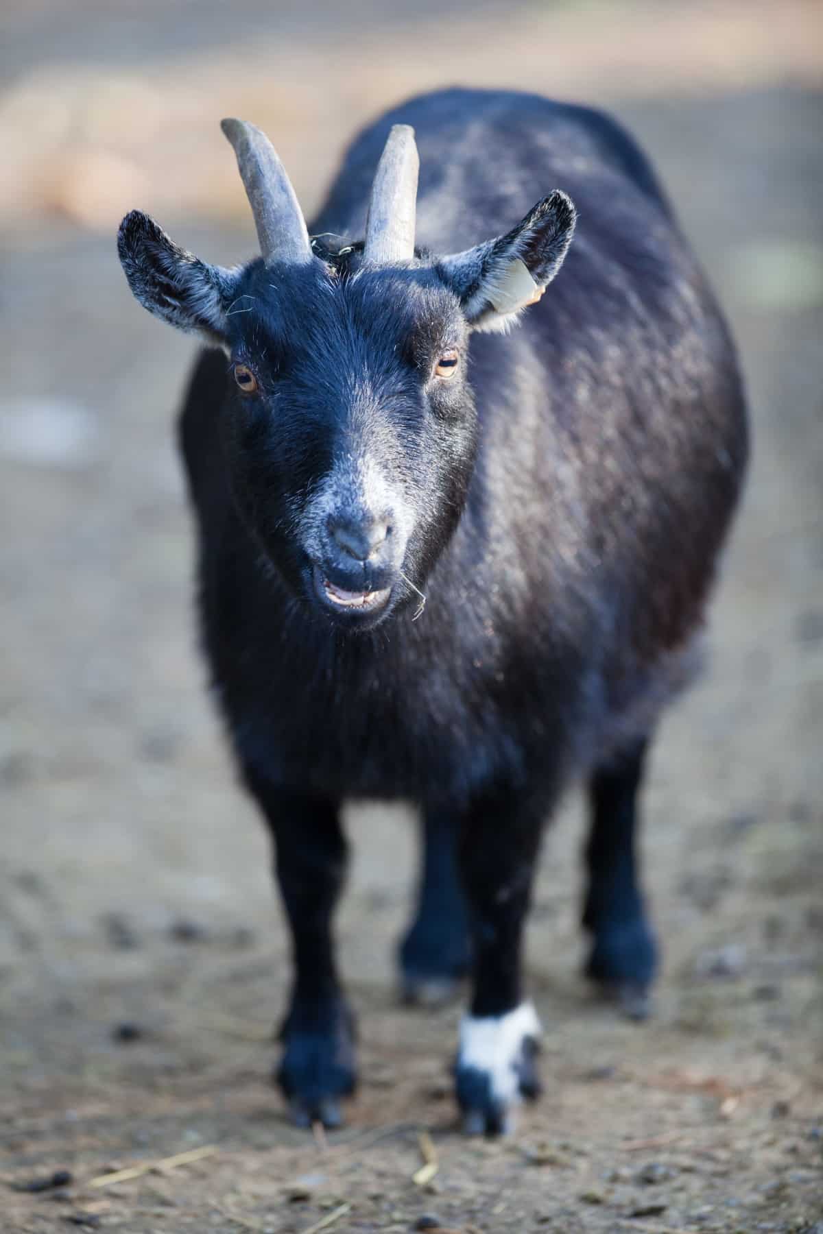 Goat
