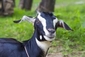 Goat