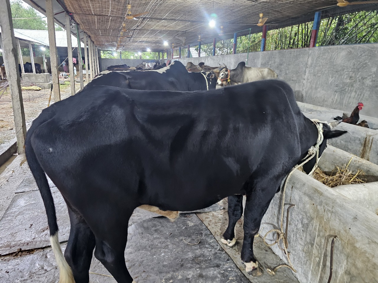 Sornob Cow - Image 3