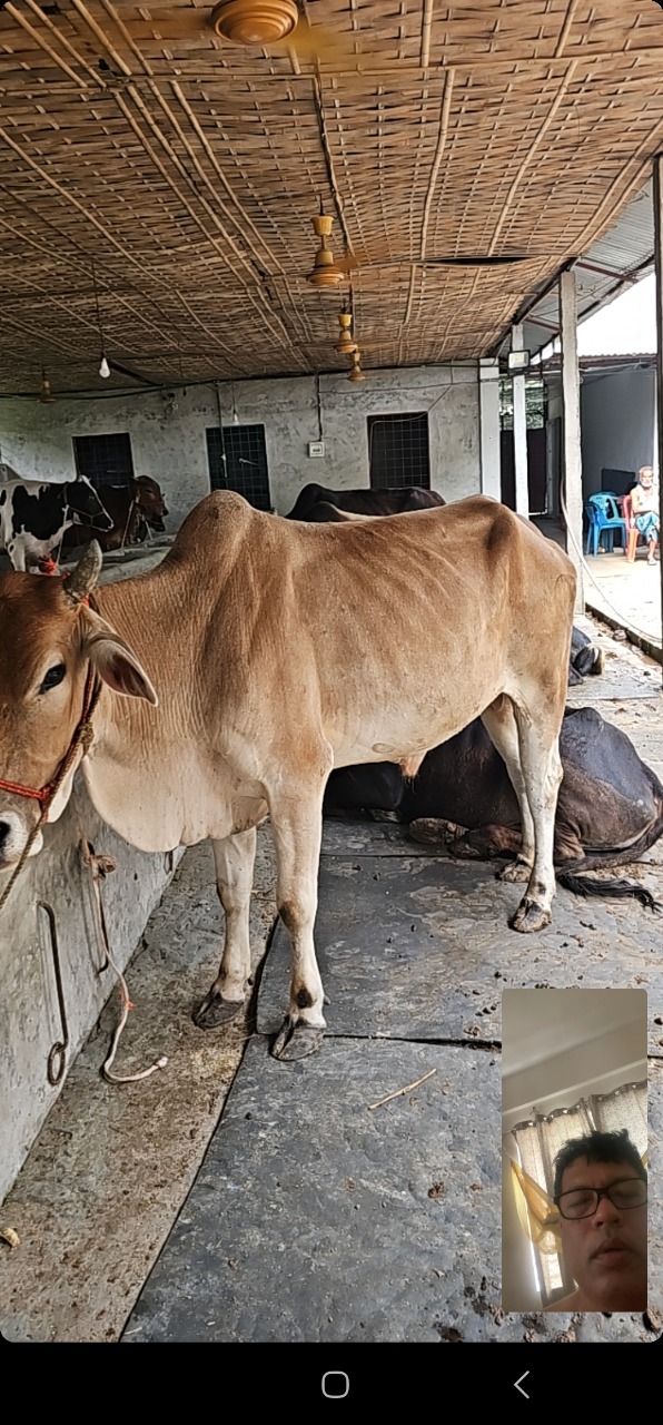 Sornob Cow - Image 1