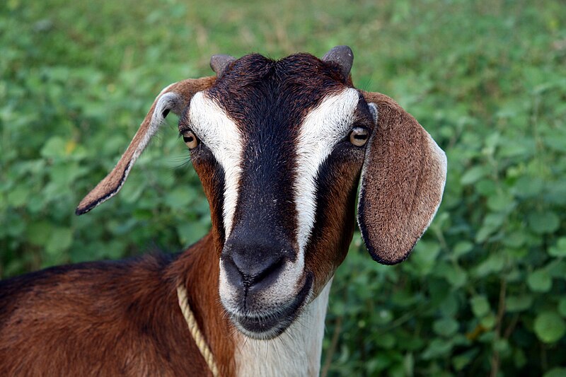 Sornob Goat - Image 1
